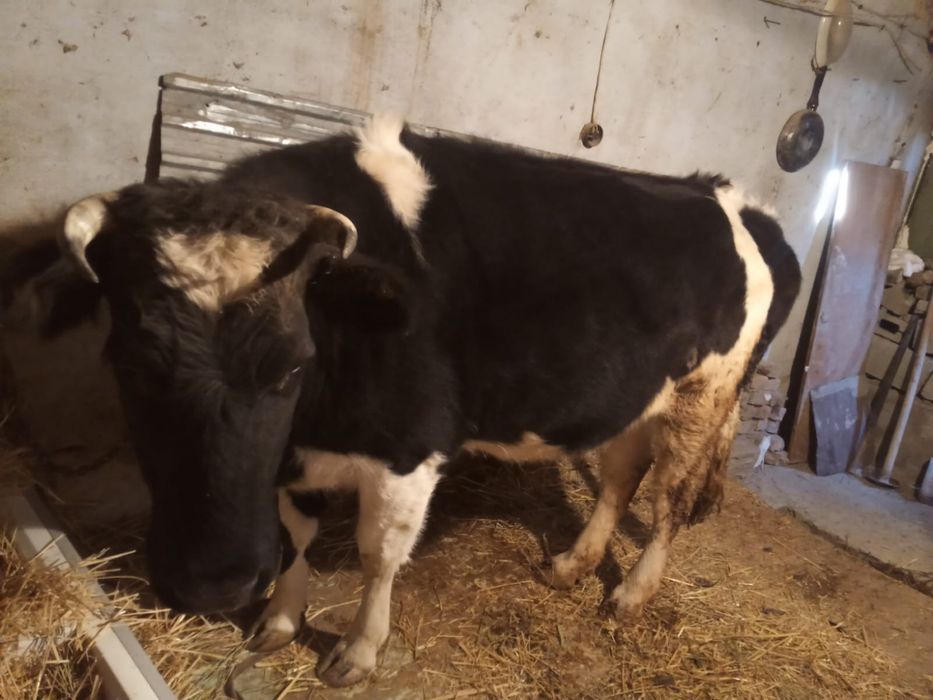 Продам корову  срочно