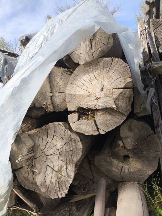 Терек Балкалар сатылады