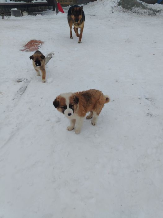 Бесплатный щенок