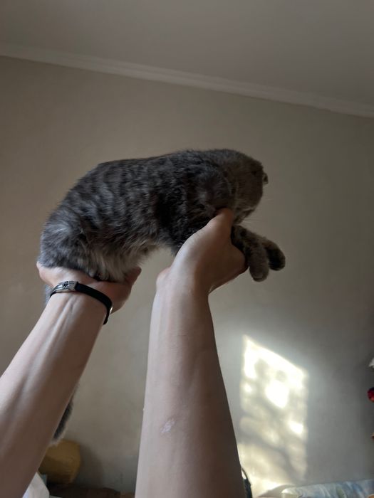 Шотландский вислоухий котик