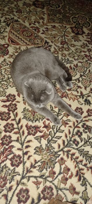 Mushuk sotiladi zottor