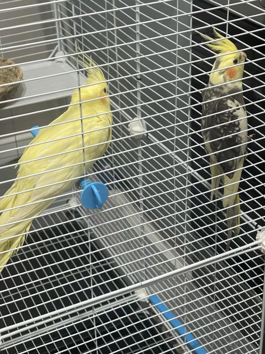 Попугай сатылады Корелла