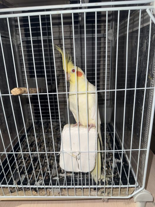 Попугай корелла