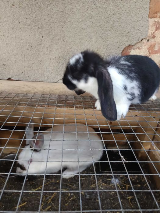 Кочовати зайци за разплод
