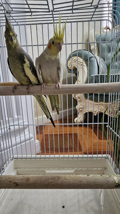 Попугай, 2попугая,очень красивые