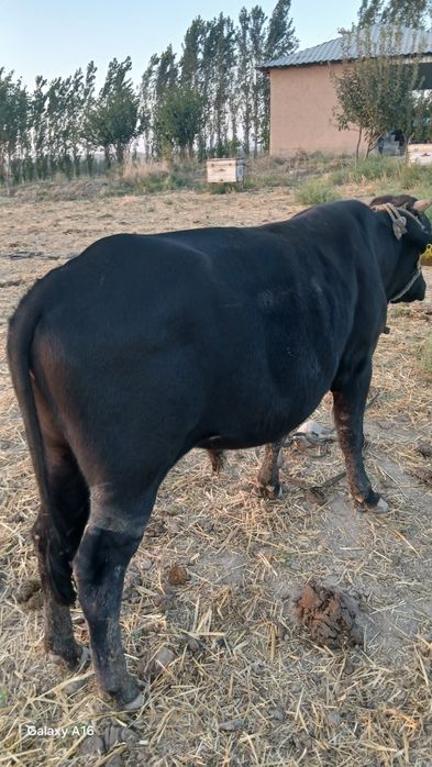 Buqalar sotiladi