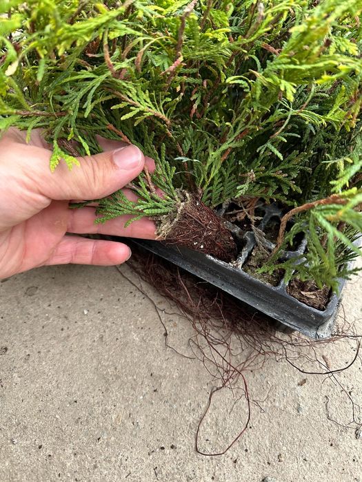 Butasi Leylandi altoi/ răsad plante/ puieți plante ornamentale/ tuia
