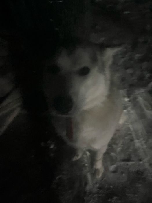 Хаски(1,5-2года)