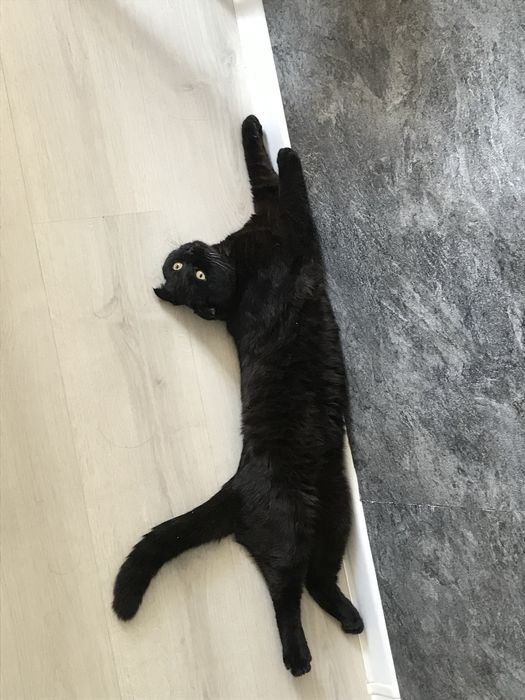 Вислоухий кот ищет дом