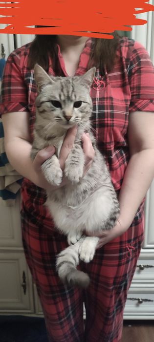 Отдам кота не кастр. За 100 тг