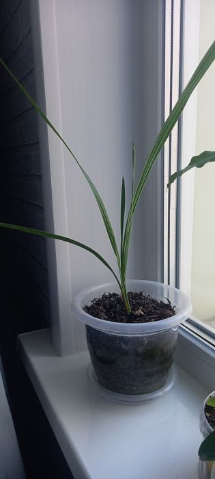 Продам финиковое дерево