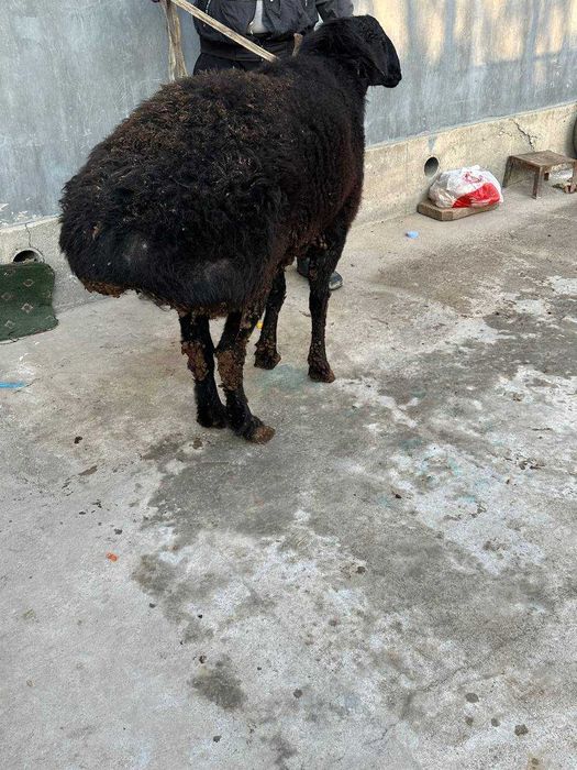 Qo'chqor Қўчқор сотилади