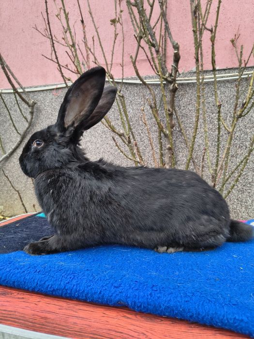 Mascul Pestriț German