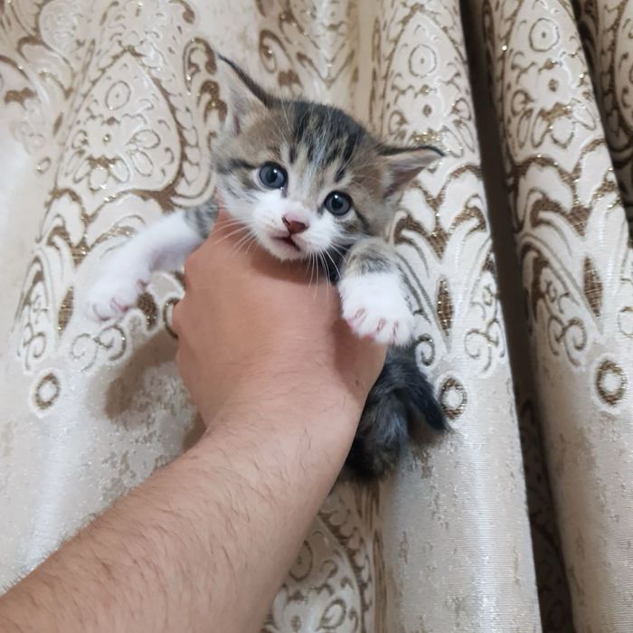Скоттиш фолд гибрид