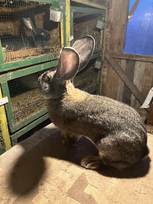 Vind mascul urias gri