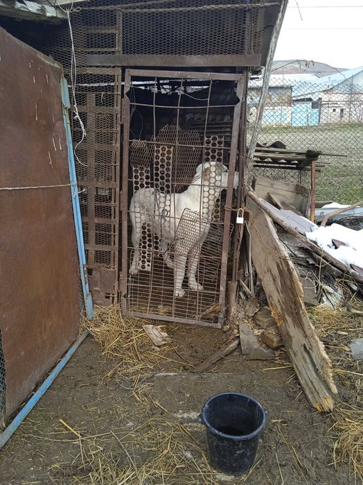 Alabay 2 yowta birmarta tuqan 170$