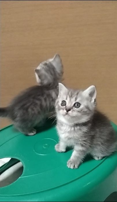 Шотландскае Скоттиш страйт