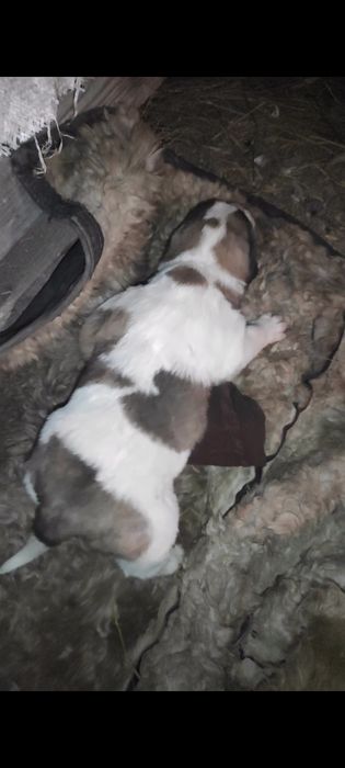 Щенки алабая. 20 дней.