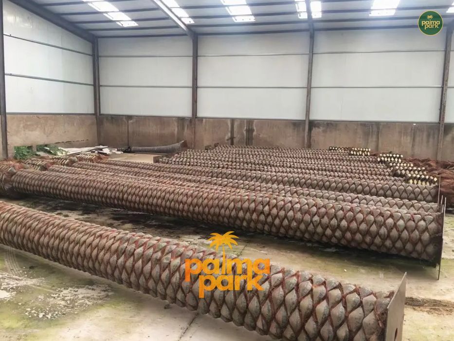 Искусственные пальмы