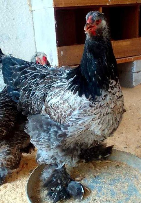 Брама тёмный пух точкалик жужалар сотилади.