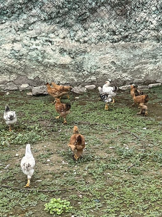 Продается смешаные цеплята, им 2 месяцев