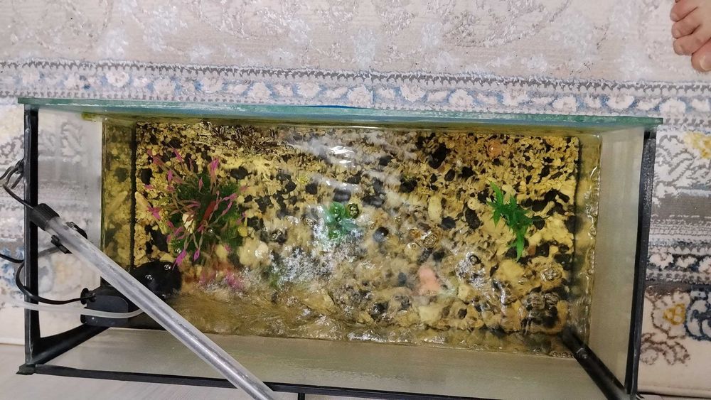 AKVARIUM baliqlari bilan