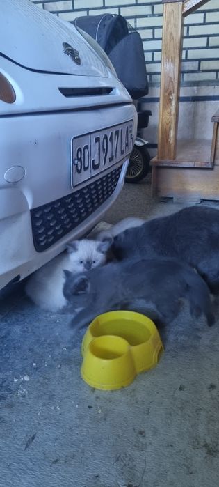 Скотиш страйт жуда чиройли латокни билади