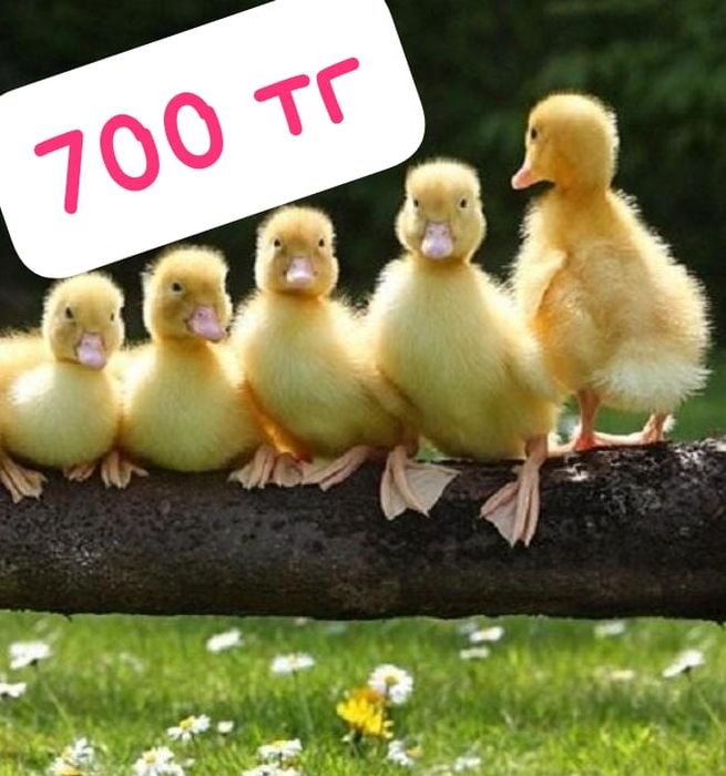 Утята Агидель оп 100 шт 650