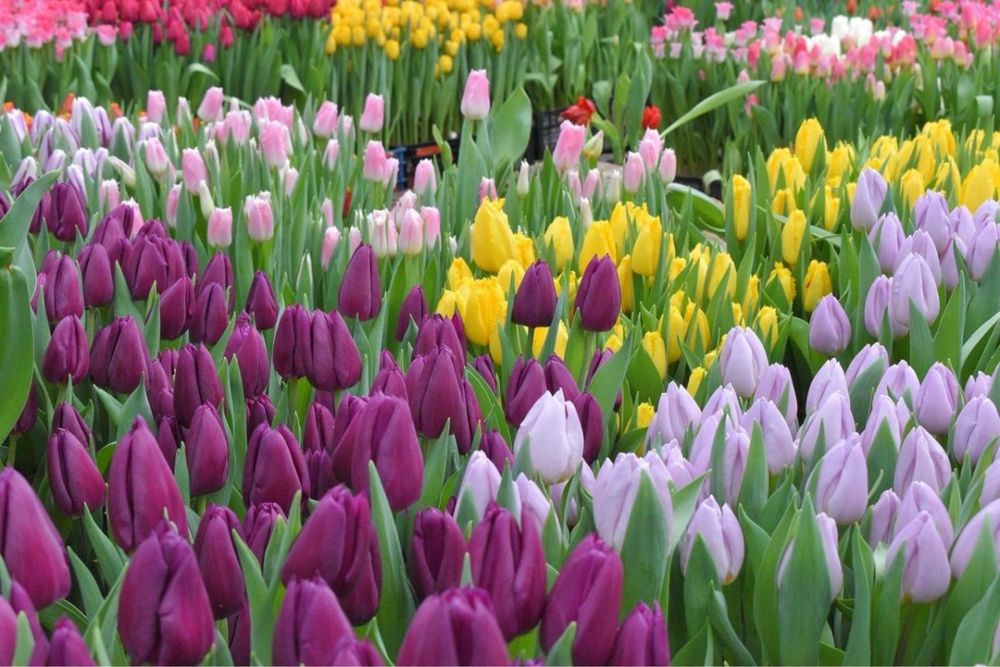 Тюльпан павлодар