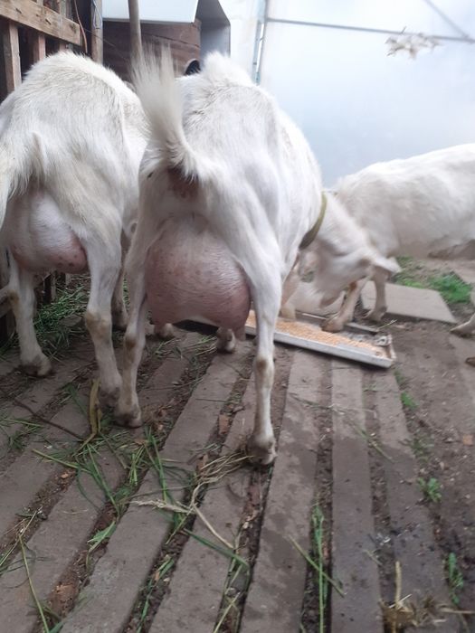 Capre sannen cu lapte fără miros
