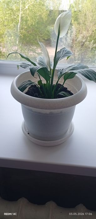 Продам цветок Спатифиллум