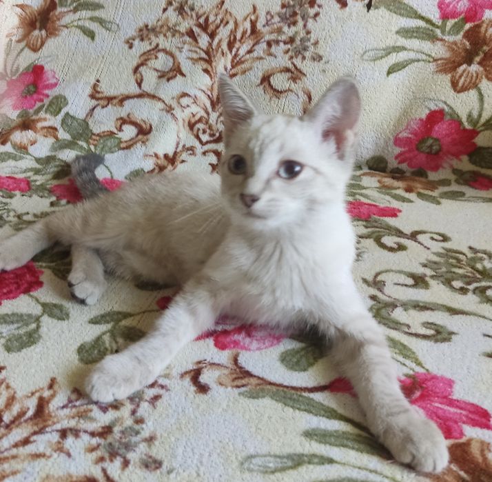 Отдам бесплатно котят