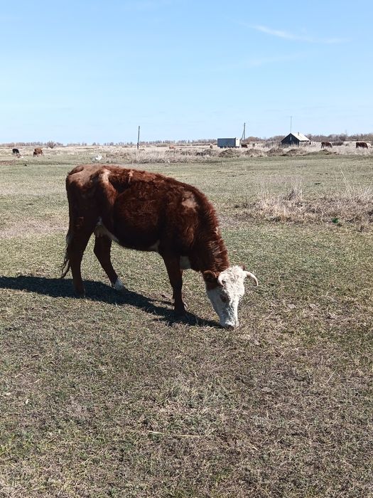Продам КРС коровы