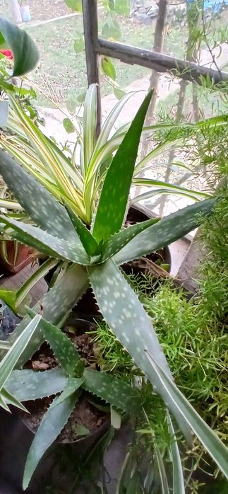 Aloe vera cu frunze suculente