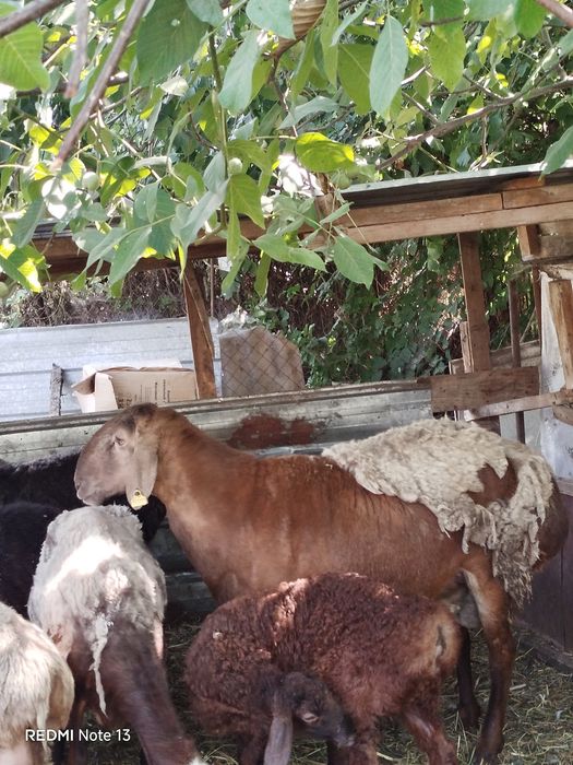 Продам кошкара породы арашан