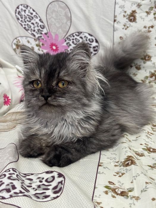 Отдам кошечку  в добрые руки