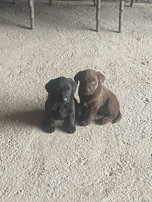 Шенки Лабрадора!!