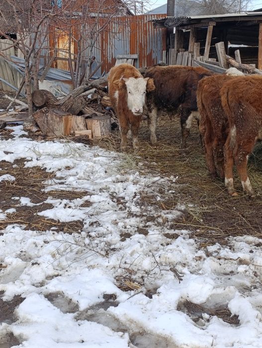 Продам 4 бычка .по 10 мес.