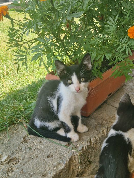 Donez pui / motan iubitor și cuminte