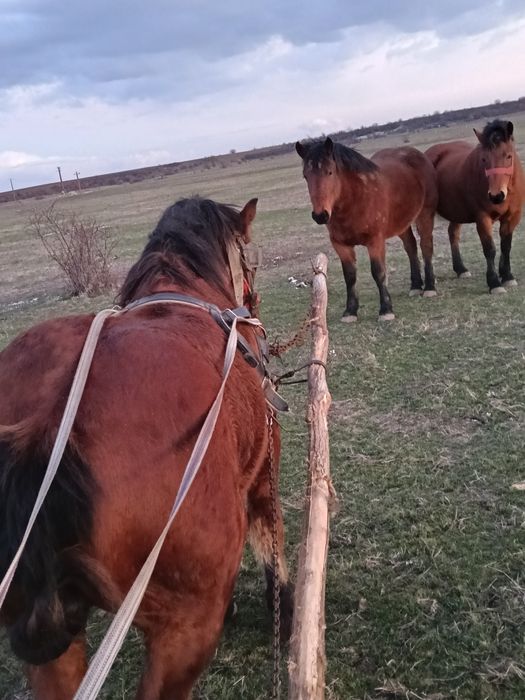 Manz de vânzar sau schimb cu balotiera sau tractoraș