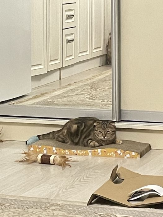 Британские веслухоте породистые 5 месяцев