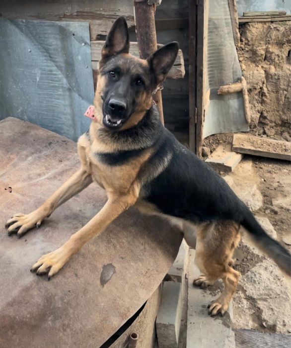 Продам немецкую овчарку, кобель, 2 года