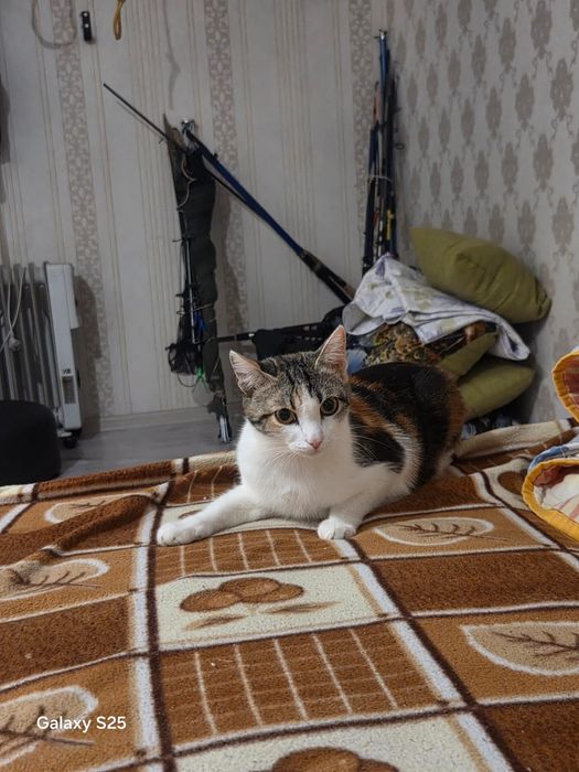 Отдам в добрые руки