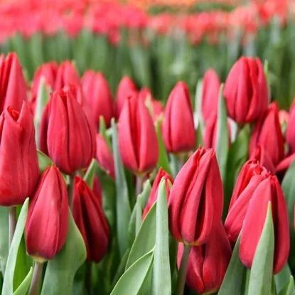 Тюльпаны предзаказ на 8 марта