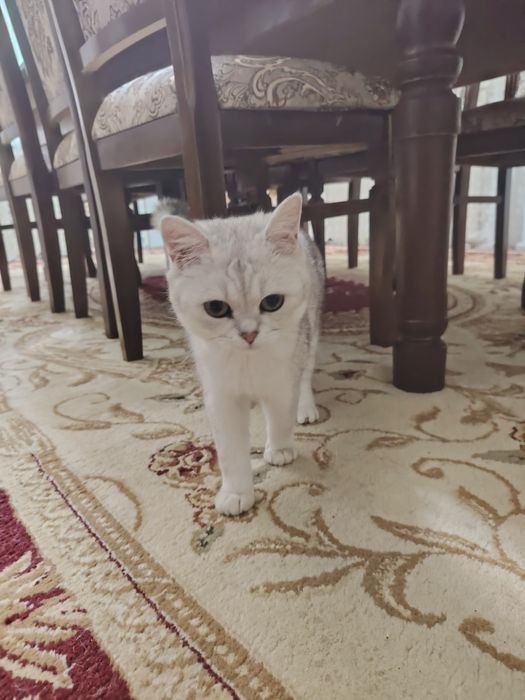 Британская серебристая шиншилла