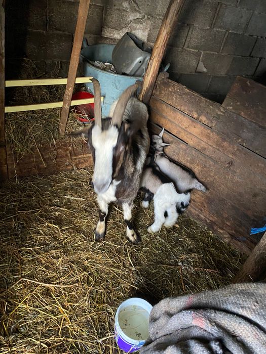 Vând capră fătată cu 2 iezi