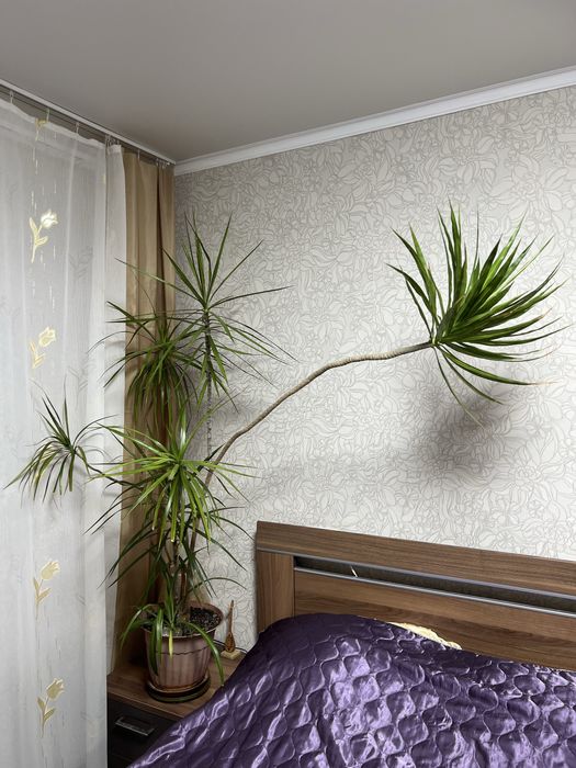 Драцена окаймленная (marginata)