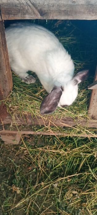 Vând iepuroi uriaș de Transilvania bun pentru reproductie
