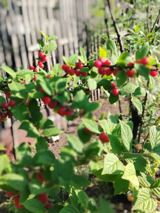 Продам дачу сад Березка