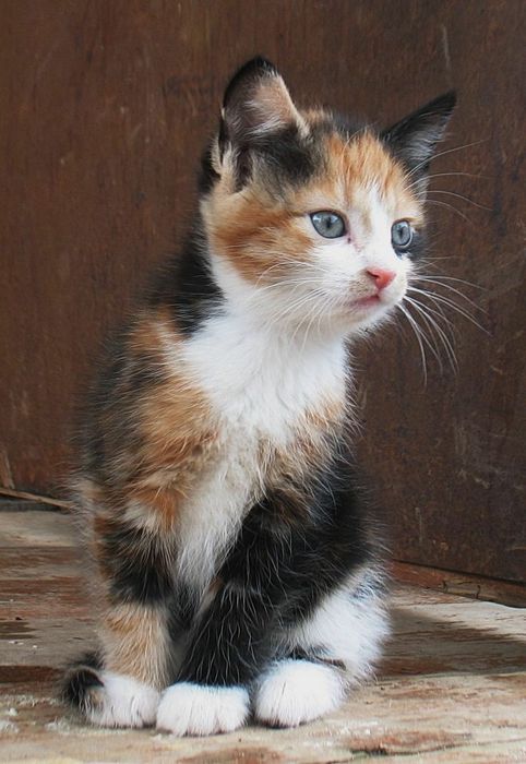 Милые котятки , три кошечки трехцветные